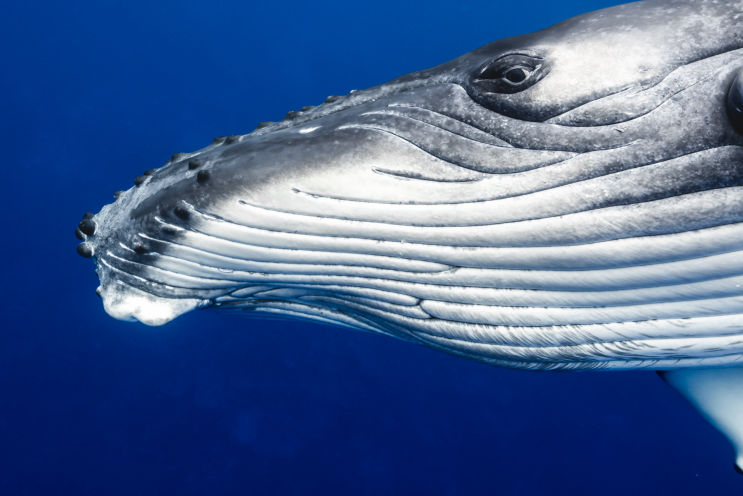 Humpback whale by Jennifer Idol