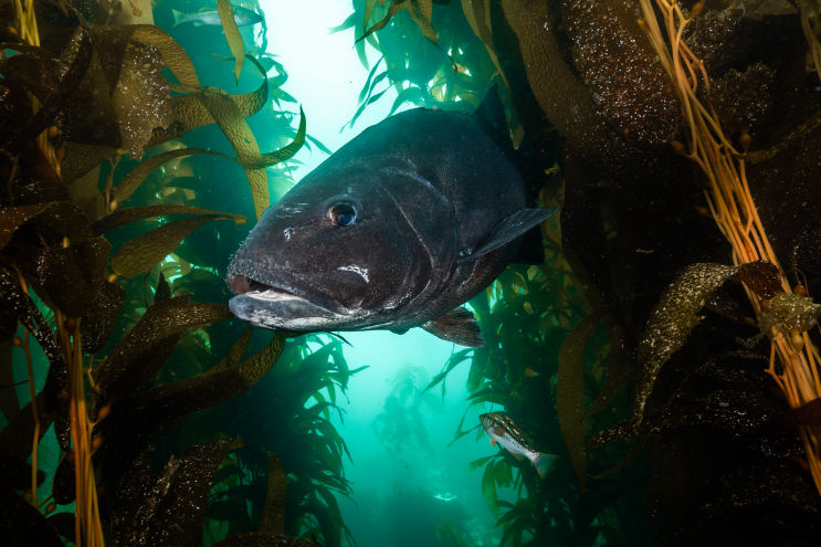 Giant sea bass by Jennifer Idol